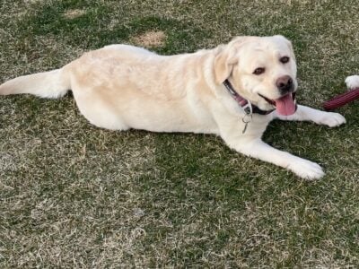 White Labrador Retriever – Tiffany